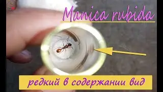Manica rubida Краснокнижный вид