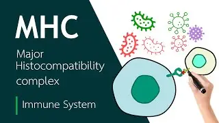 Major Histocompatibility Complex | Basic Science Series