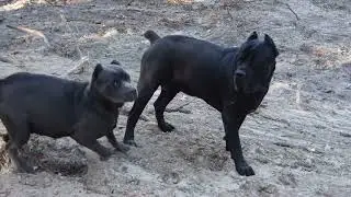 4 Cane Corso Pregnancies With 2 Dads??