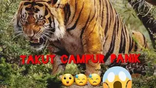 KETEMU HARIMAU DI HUTAN