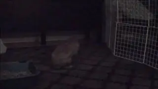 Two Cute Bunnies are Better Than One