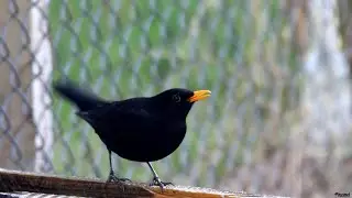 BIRDBATH from the Office TRAKUS version