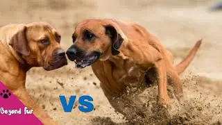 Tosa Inu vs Rhodesian Ridgeback-Fight Comparison