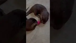 The downside of pet otters