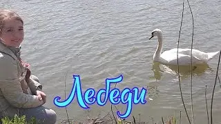Лебеди (г. Барань)