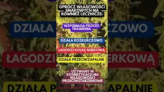 Rozmaryn jest naprawde wspanialym ziolem które warto mieć w ogrodzie 🌿 #preppers #garden #ogródek