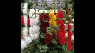 ЦВЕТНИЦА Е! ДНЕС ЦВЕТЯТА УХАЯТ! 🌼