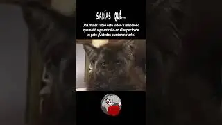 espeluznante gato #espeluznante