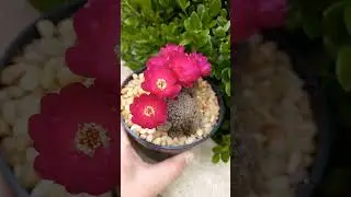 Sulcorebutia beautiful bloom 