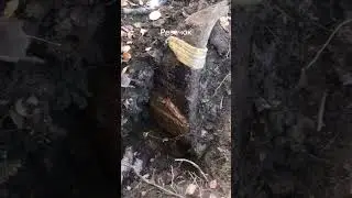 на копе