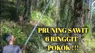 pruning pokok sawit, upah 6 ringgit per pokok, mantapppp !!!