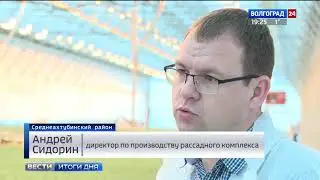 Волгоградский фермер поставляет саженцы томатов по всей России