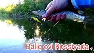 Daryoda Baliq ovi sezonini ochdik. Балик ови Дикий Щукага Сезон очилди. #Fishing #баликови #baliqovi