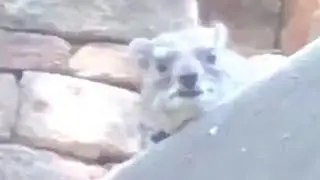perfectly cut screams 2