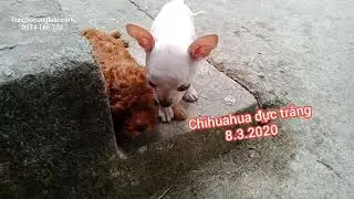 Chihuahua đực trắng, trán dồ, tai vểnh ||Trai chó cưng LuLu Tiền Giang 0974168738