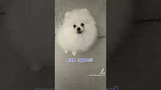 Лисёнок Ириска