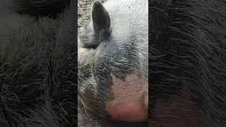 свинка Пеппа 🐷🐷