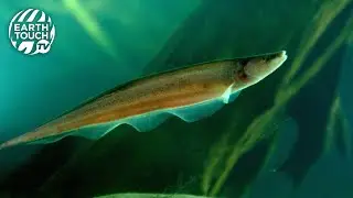 How the knifefish uses electricity to communicate