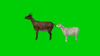 बकरी और मेमना! Green screen video! No copyright!