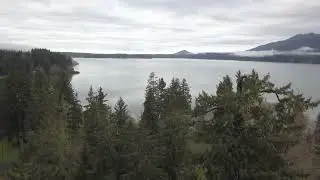 Lake Quinault & the Quinault Giant Sitka Spruce Drone 4K