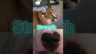 Floppa vs Walter