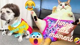 funny cats 😂🤣🤯compilation part 7🤯🤣🥵 #shortsvideo #cute #funnymoments #cute #shortsviral #funnyvideo