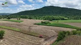Combine for harvesting black rice plants