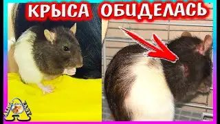 Как мы сразу не заметили! / Неудачное знакомство крыс / Алиса Изи Петс / Alisa Easy Pets