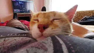 When Your Day Starts With a Cat Purring