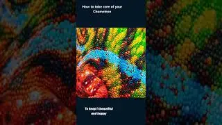 What You  Need to Know to Raise Healthy Pet Chameleon