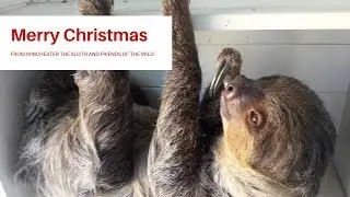 Merry Christmas from Winchester the Sloth