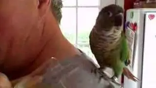 Squirty the green cheek conure