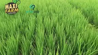 maxifarm maxihumat pada padi di banyuwangi