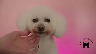 A breezy hair cut for Summer the Bichon, check out her laid-back attitude.