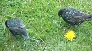 What starlings eat / Что едят скворцы