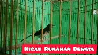 Trotolan murai jahat umur 2 bulan belajar ngeplong