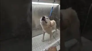 Dog Bath ❤❤❤ #shorts
