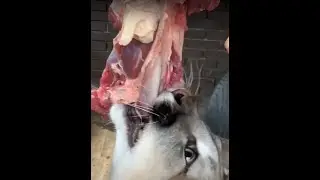ЧТО ЗА ЖИВОТНОЕ? 
