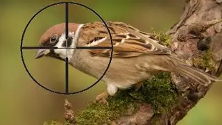 Как настроить прицел на воздушке! Лайфхак! 
