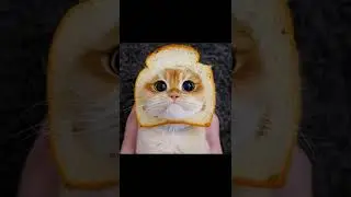 🐶Самые милые кошки в мире 2022 