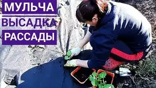 ПОСАДКА РАССАДЫ под МУЛЬЧУ. Проводим эксперимент. Посадка баклажан. 🍆🍆🍆 Наша жизнь в деревне.