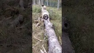Кавказская овчарка на бревне