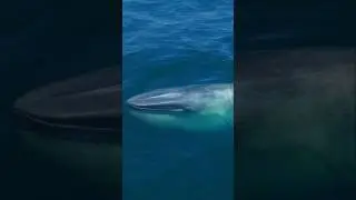 The mighty Blue Whale is king of them all! 