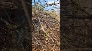 Парадокс в мёртвой деревне. Ивановская обл. 