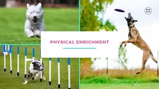 How much exercise does my dog need? Physical Enrichment Part 1 #dogenrichment #canineenrichment