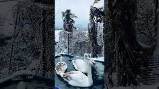 Зима  в Сочи 