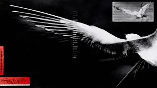 FLESH — Крылья /AUDIOPUNK 3: ARCHITECTOR