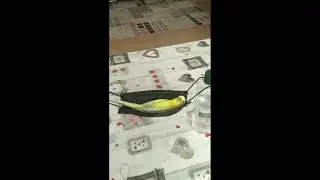 попугай кайфует 👍parrot gets high👍👍👍