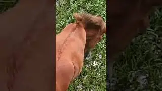 Horse eating time 