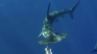 ENCUENTROS con TIBURONES en TENERIFE , ISLAS CANARIAS 🦈🌴// Pesca Submarina - @deivid.af